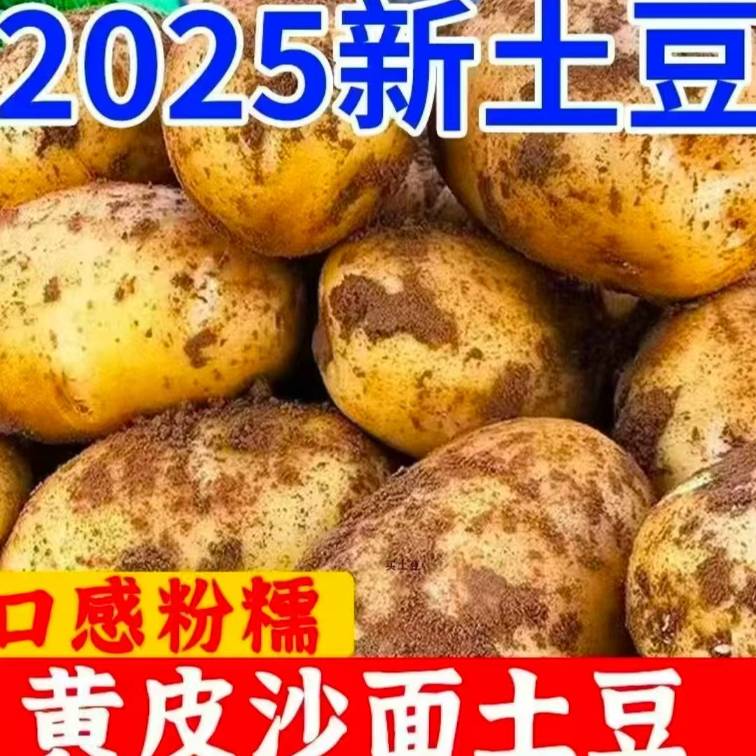 X云南高山现挖黄皮黄心土豆大个软糯当季