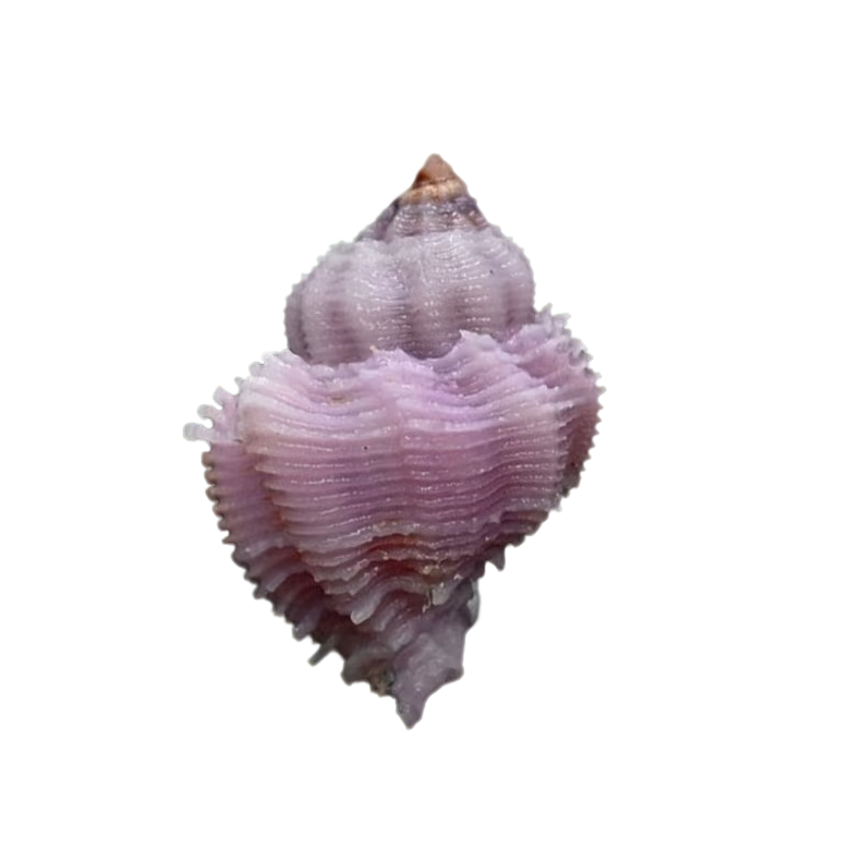 海螺贝壳运费补价