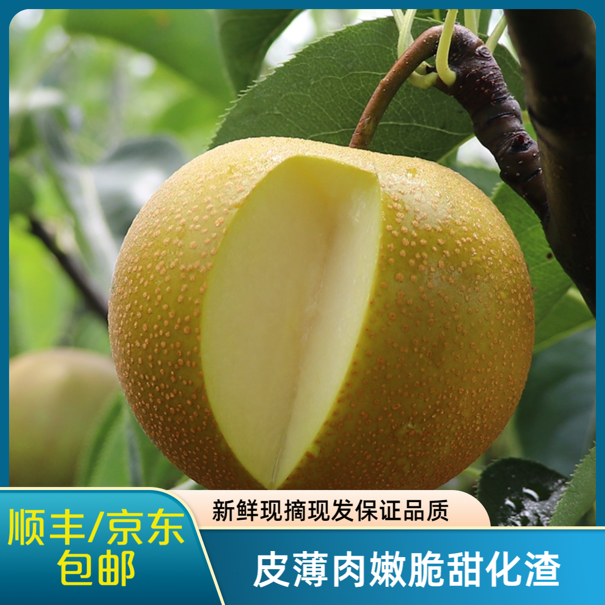 【京东包邮】重庆永川黄花梨梨子农家新鲜现摘现发圆黄梨藤梨脆多汁