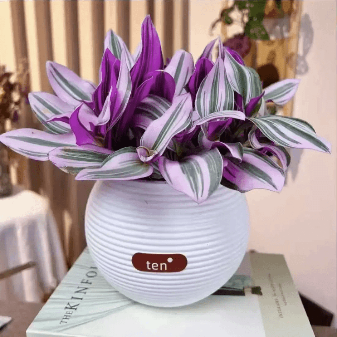 油画婚礼三色懒人进口吊兰易爆盆好养活吸甲醛室内办公多肉植物