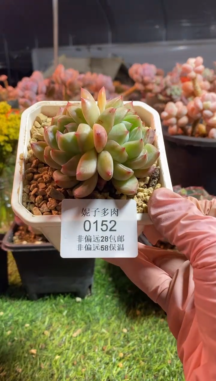 【闪购商品】0152a