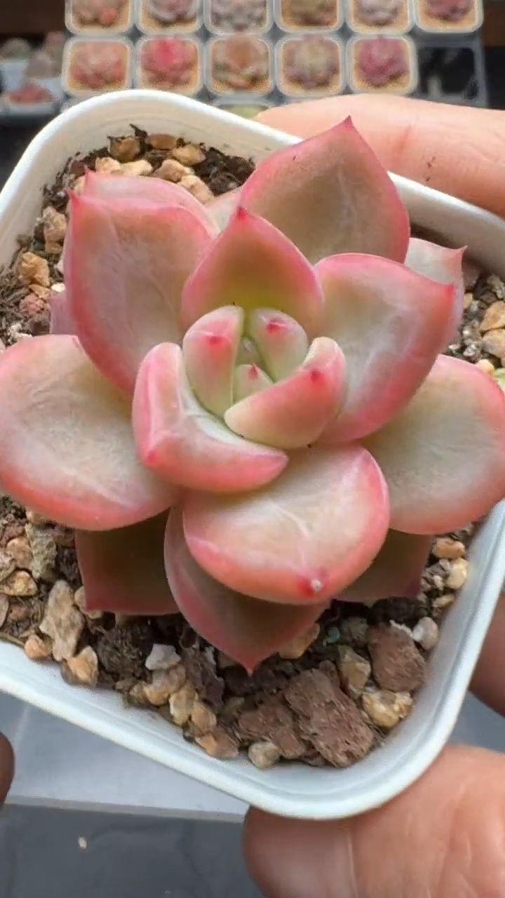 【闪购商品】901号珍妮多肉一物一拍3单包邮