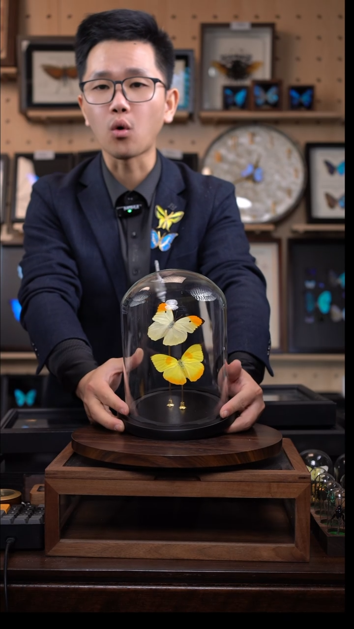 蝴蝶标本摆件竞拍玻璃罩款d686