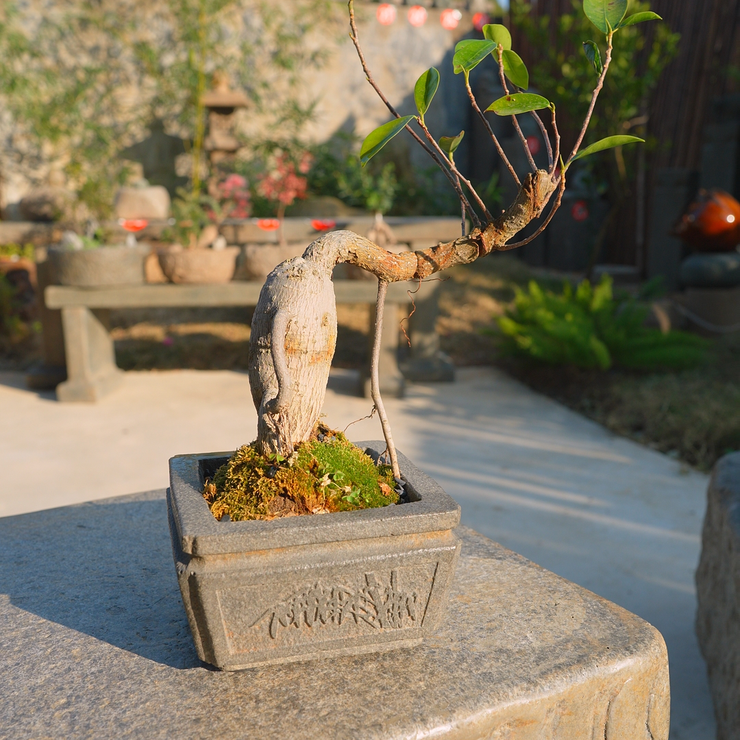 院景翁平底方形矮款竹雕小方盆 户外庭院摆件