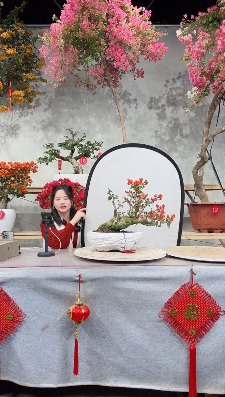 【闪购商品】盆景同安红