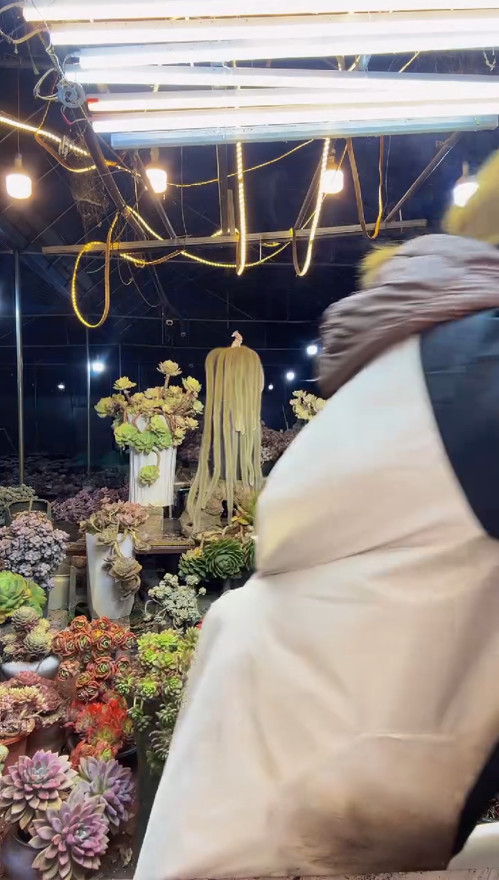 【闪购商品】13号一物一拍脱土包邮