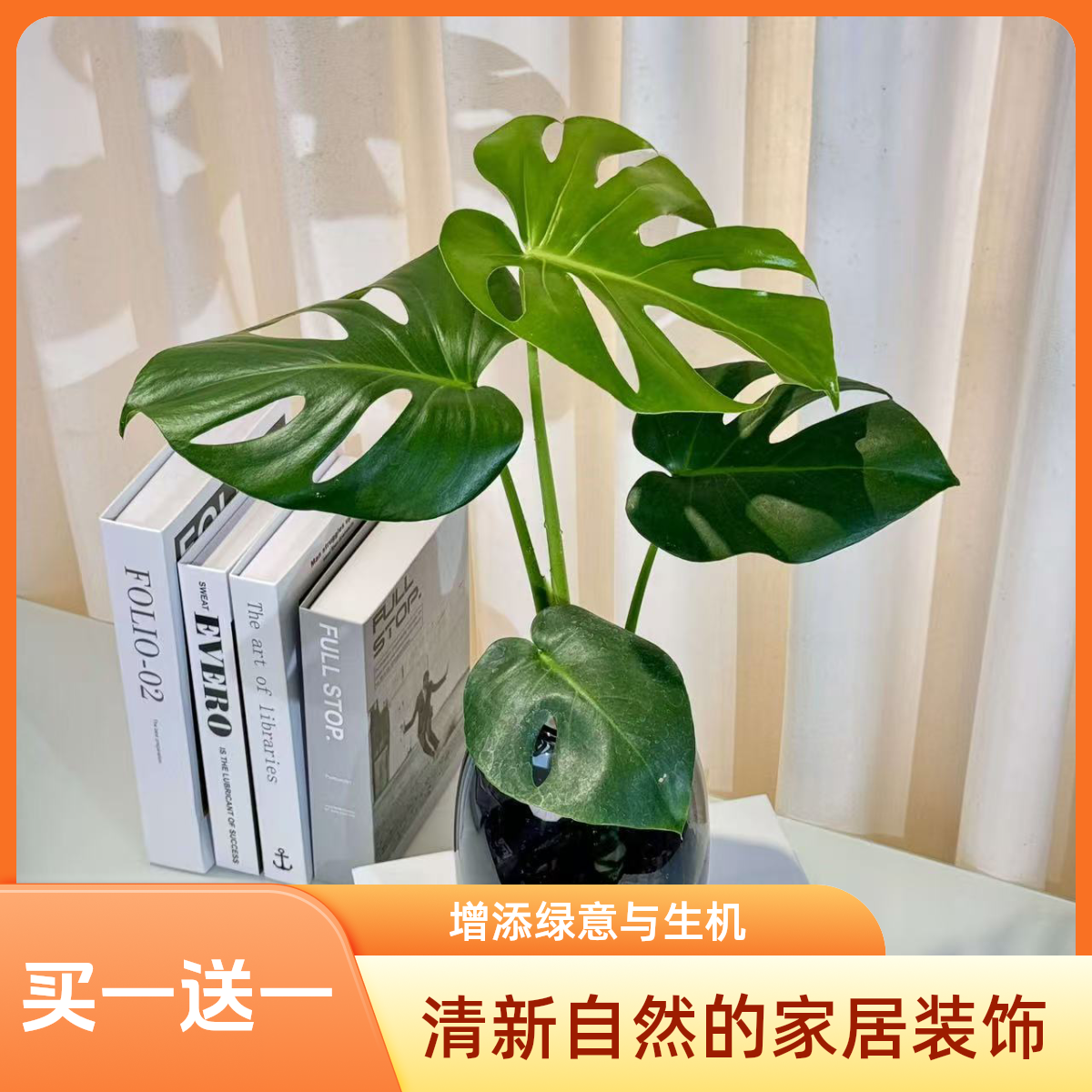 【买一送一龟背竹土培水培】绿植盆栽观叶花卉四季常绿好养护懒人