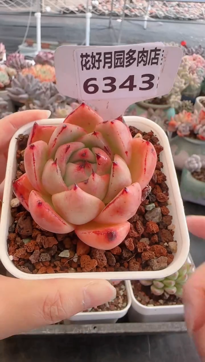 【闪购商品】6343东云杂