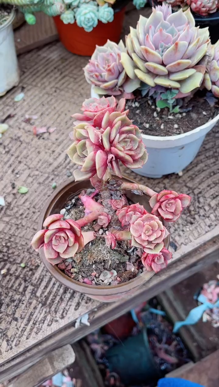 【闪购商品】04304