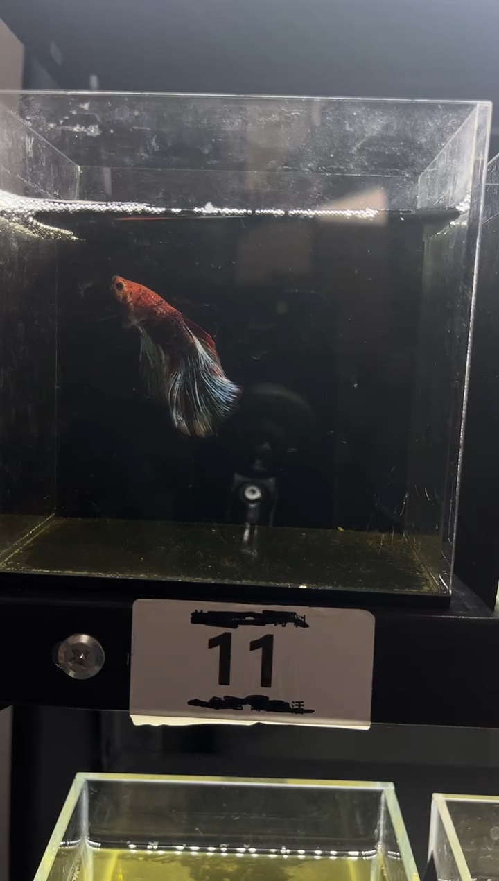 斗鱼直播竞拍链接11