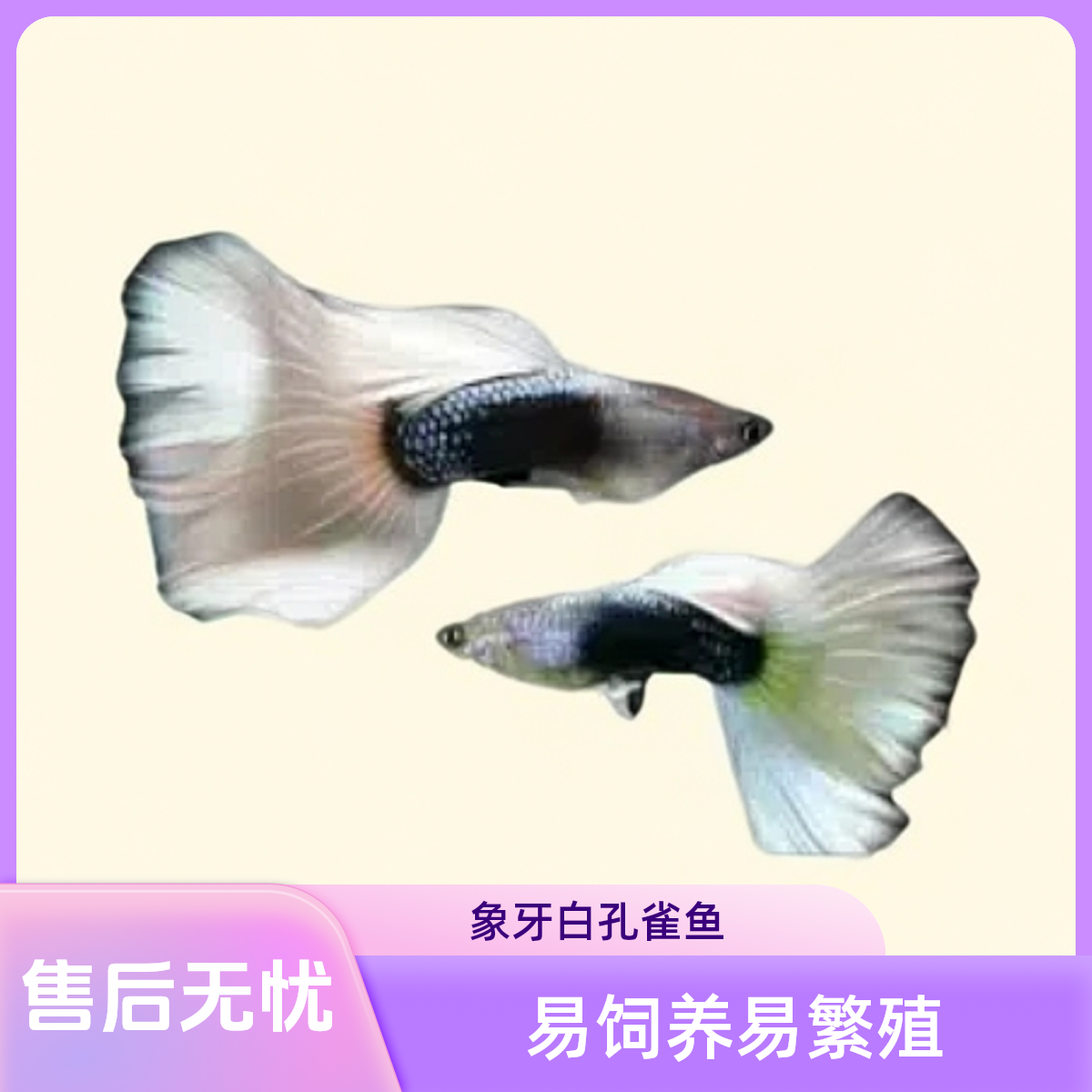 【精美孔雀鱼】象牙白孔雀鱼 好养耐活 活体观赏鱼 （2-3cm）