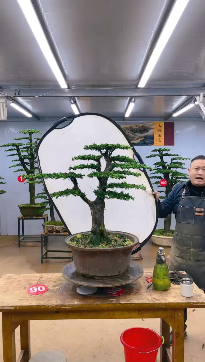 【闪购商品】精品盆景  一物一拍