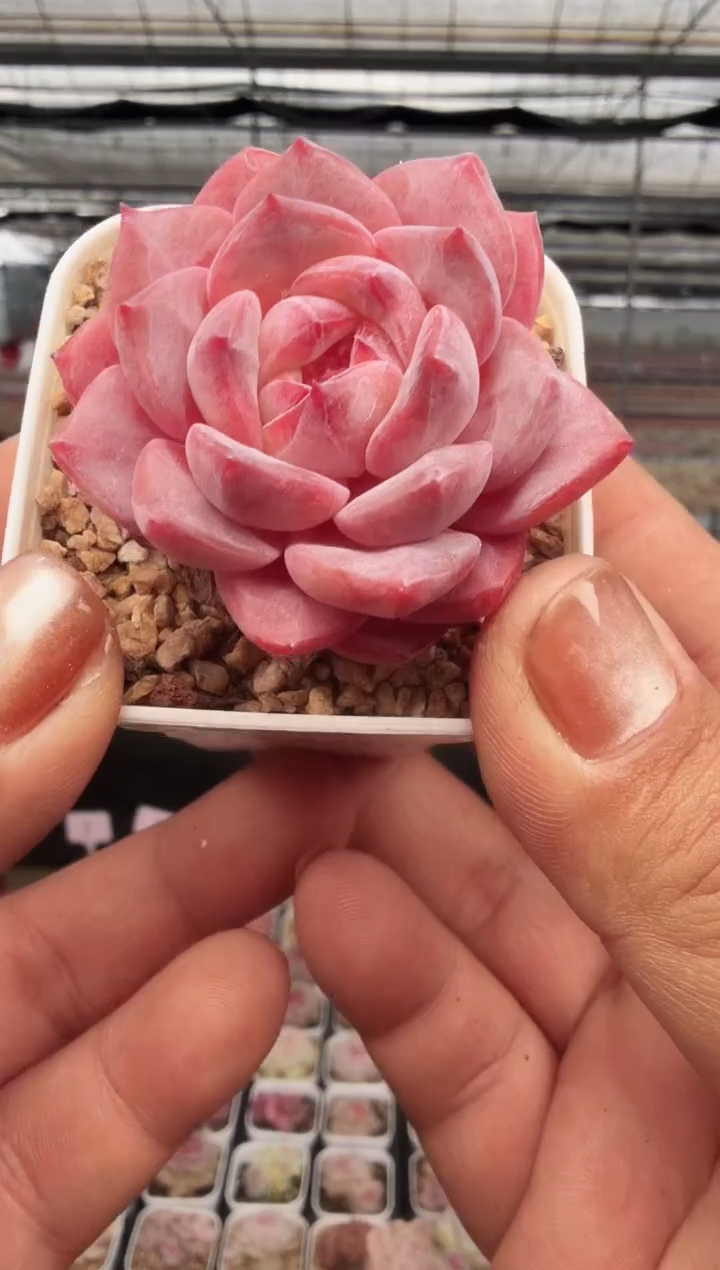 东云多肉园新款-06