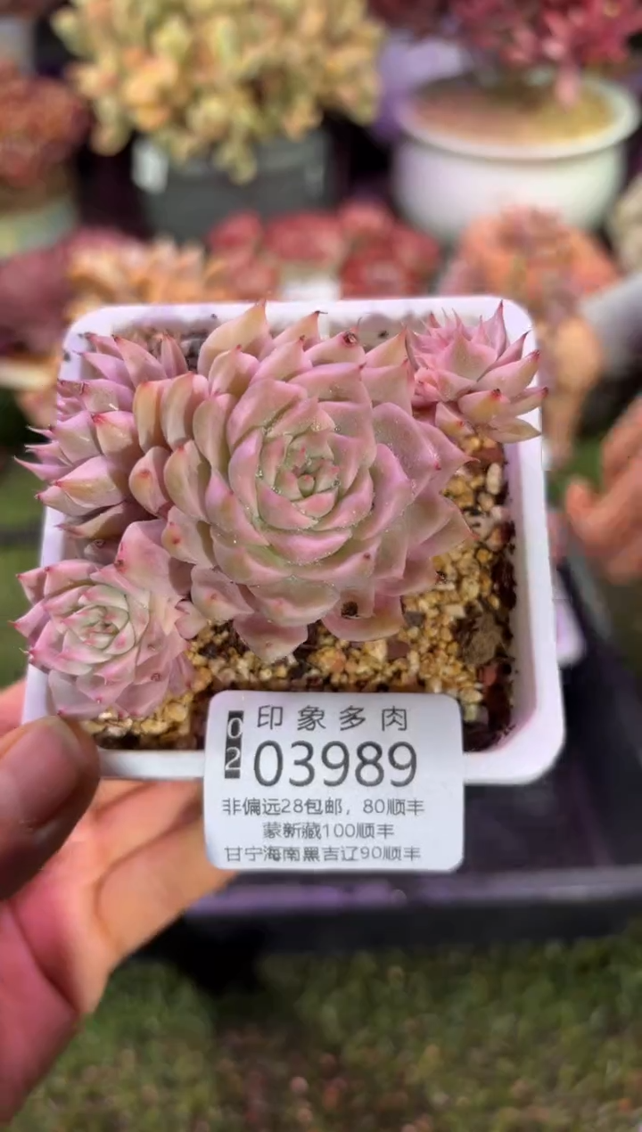 【闪购商品】03989