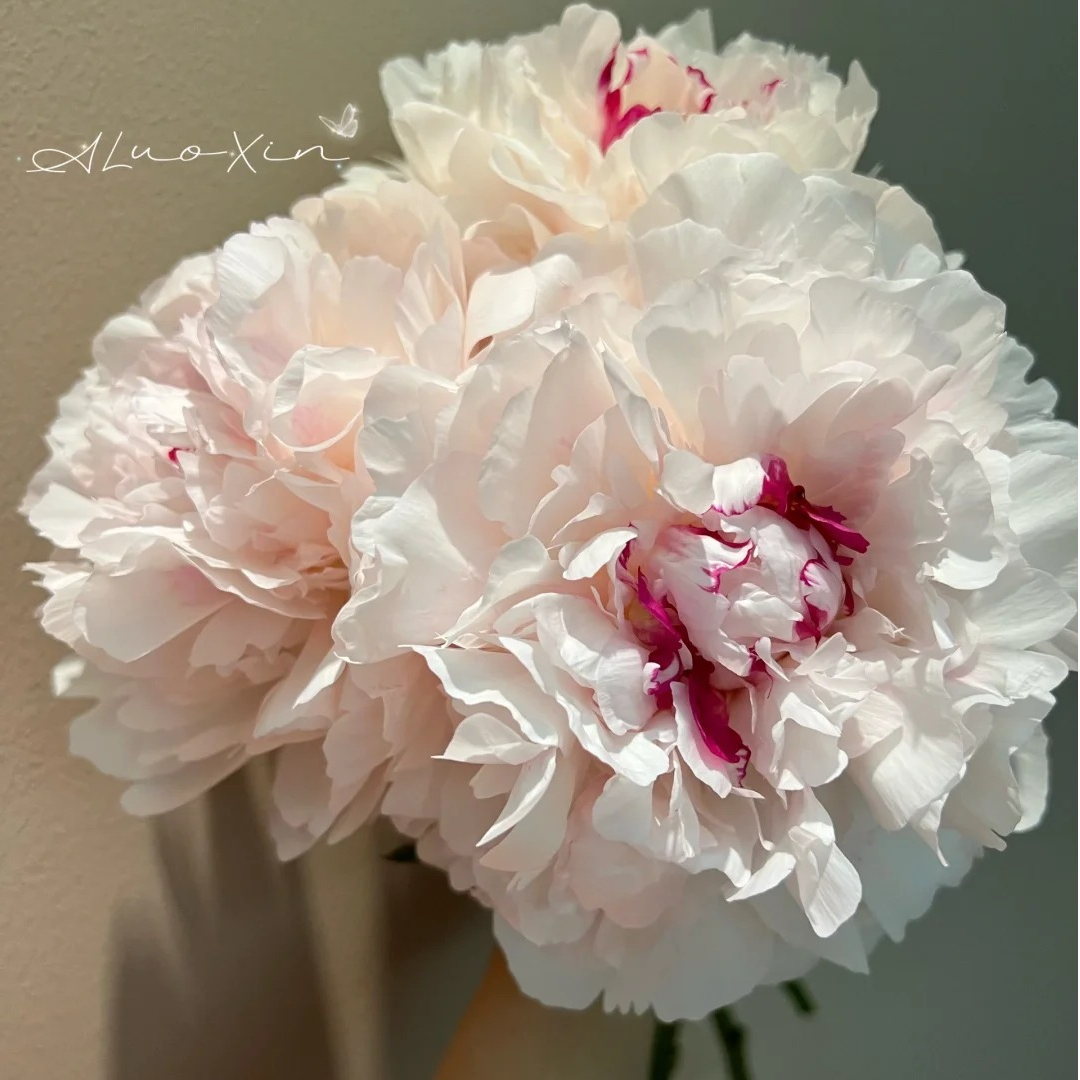 【送货上门】【甘肃芍药】粉色白色混搭 重瓣芍药 菏泽基地牡丹芍药