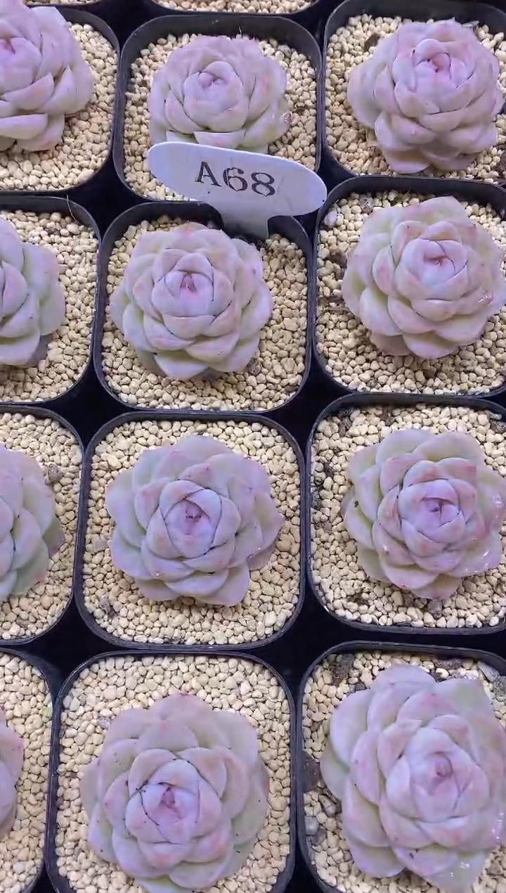 【闪购商品】A68-白蝴蝶（量拍）