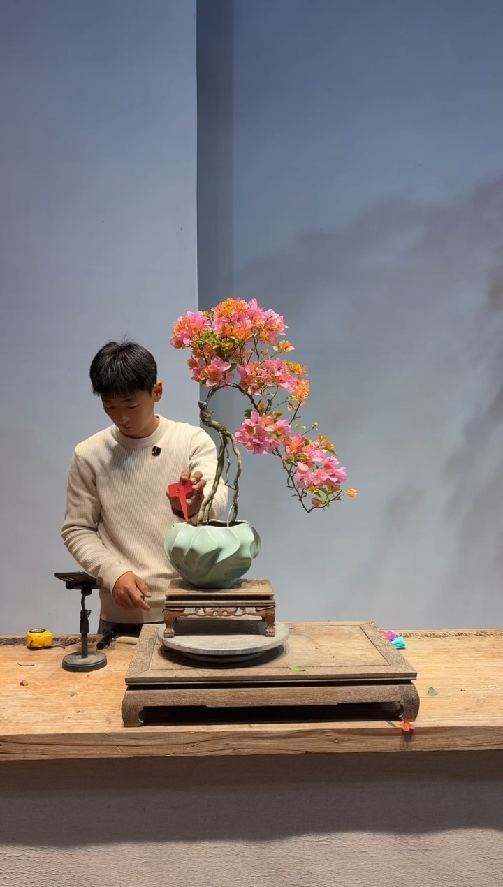以实际为准三角梅37