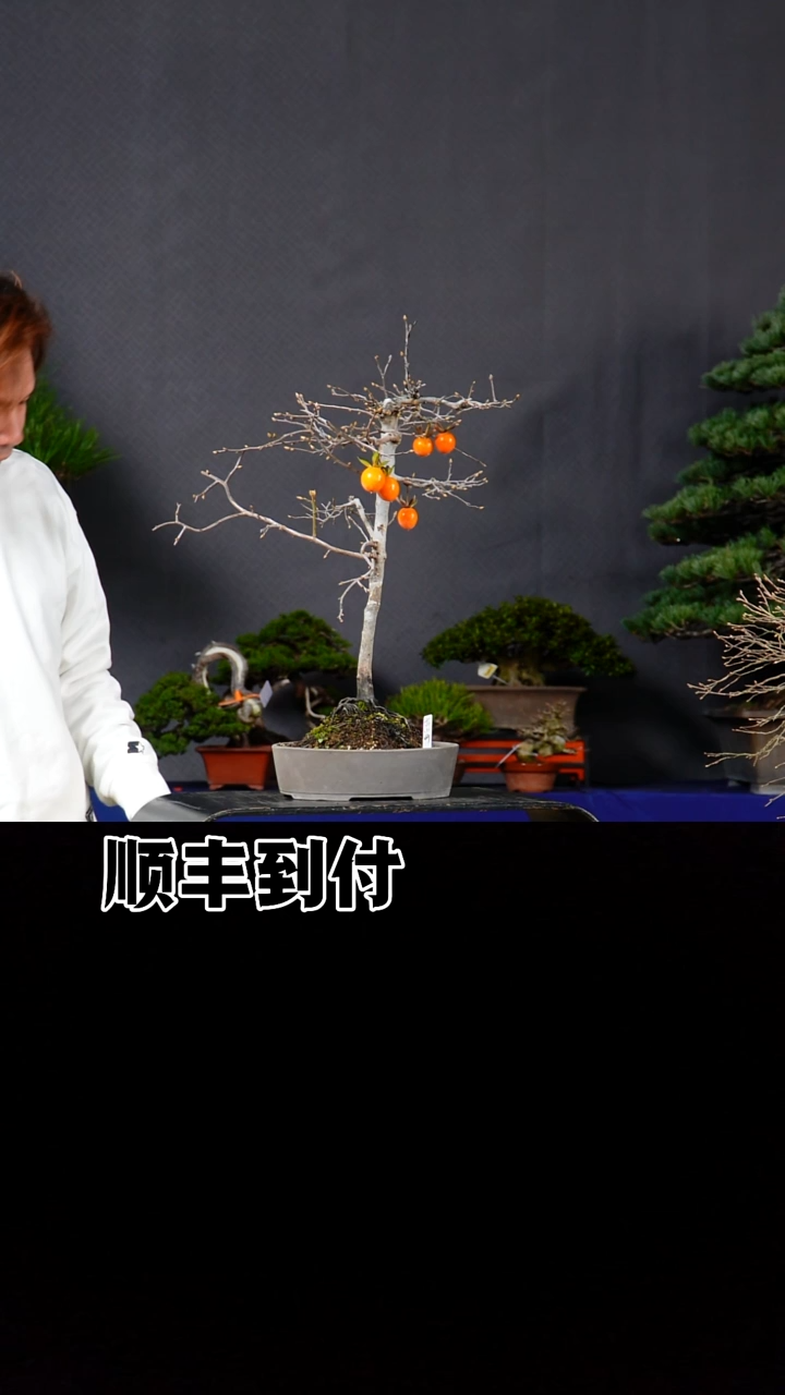 无花朵老鸦柿buaboyou