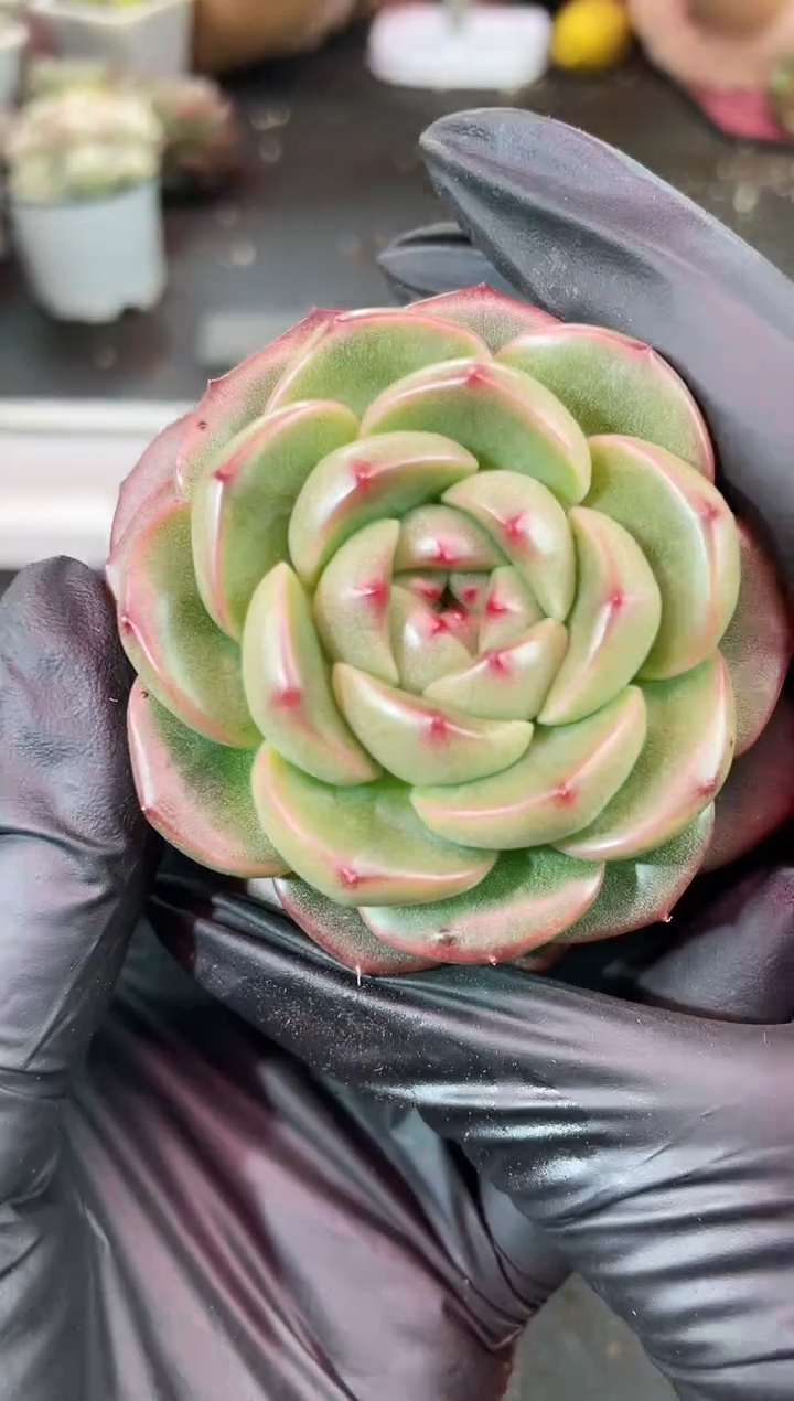 闪购2179  大号墨绿翡多肉一颗  6厘米