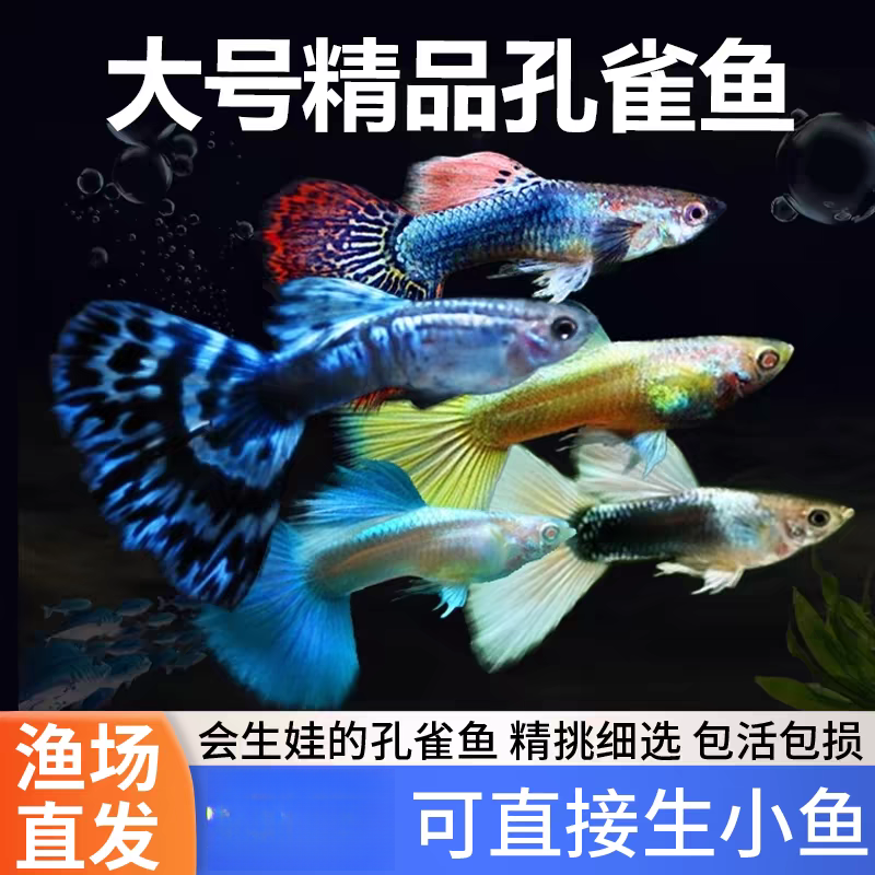 【小全家福】12条+2条备损精品孔雀鱼3-4cm易繁殖小型淡热带鱼