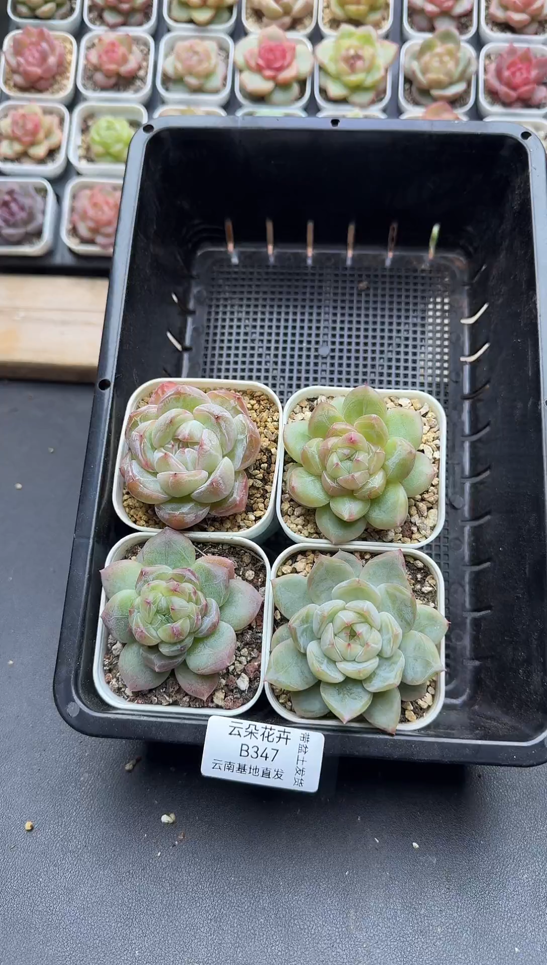 珍妮杂交多肉B347