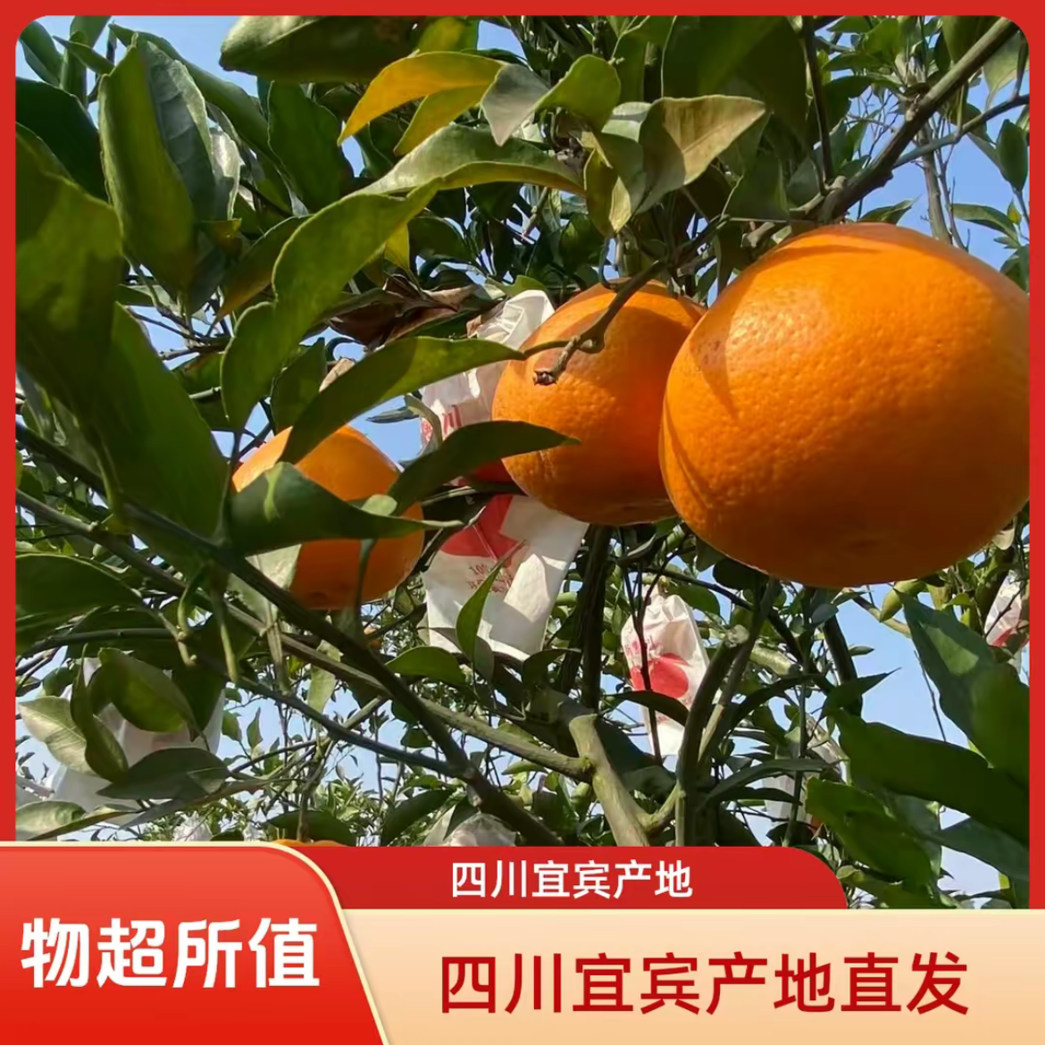 现摘果冻橙宜宾市高县新鲜现摘果冻橙清甜爆汁果肉饱满精品大果。