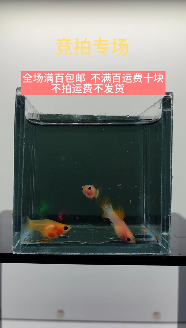 孔雀鱼幻彩粉猫一公两母-53