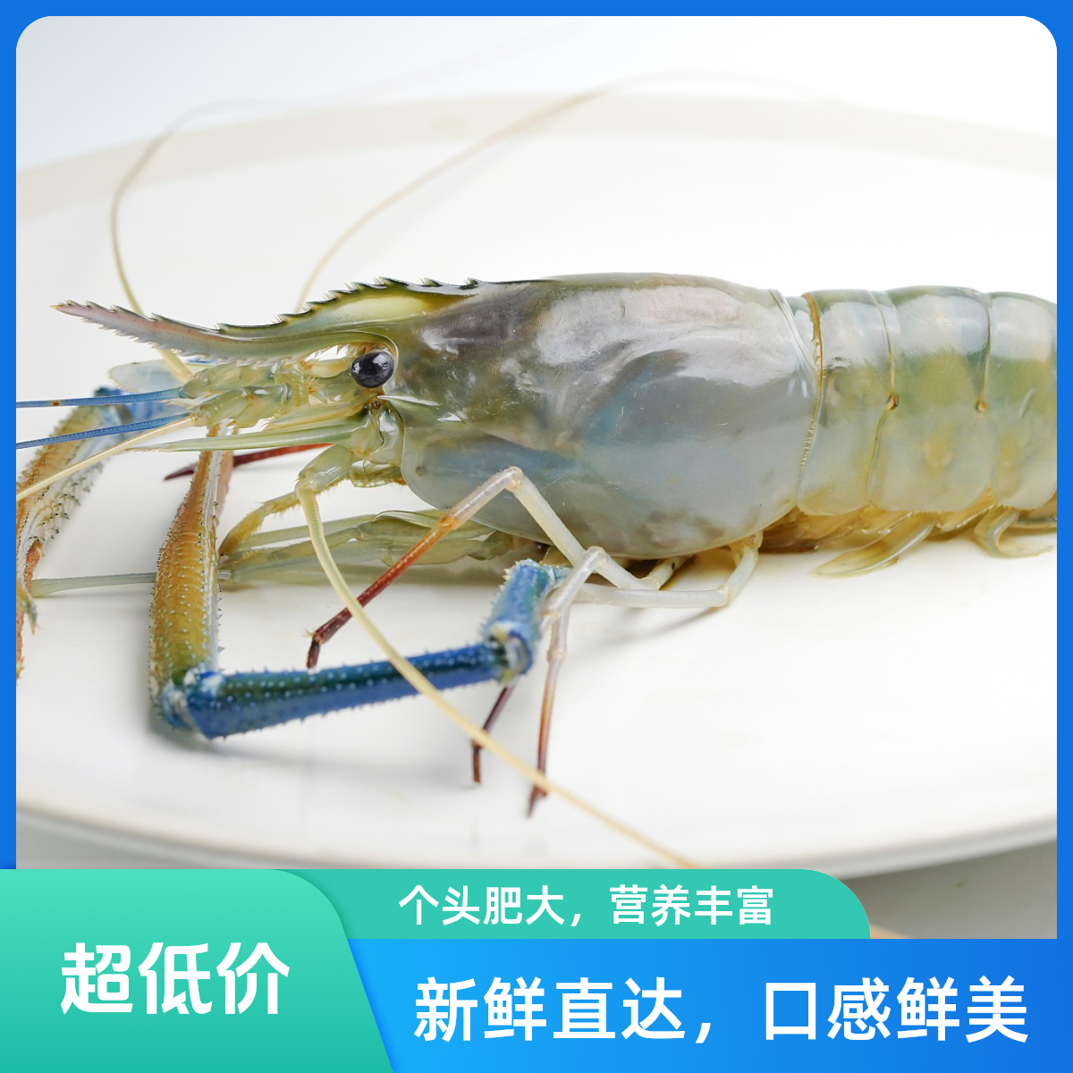 《鲜活》大规格罗氏虾兰州市区打氧发货，省内埋冰发货包鲜不包活