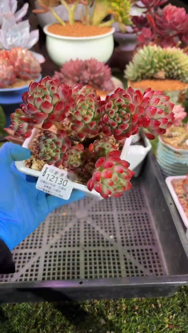 【闪购商品】12130