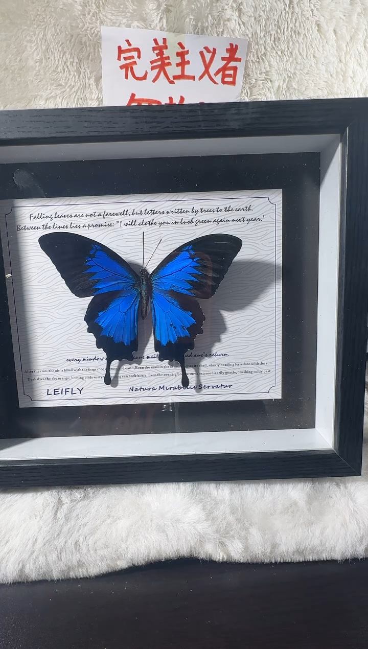 天堂凤蝶3号10寸横斑 