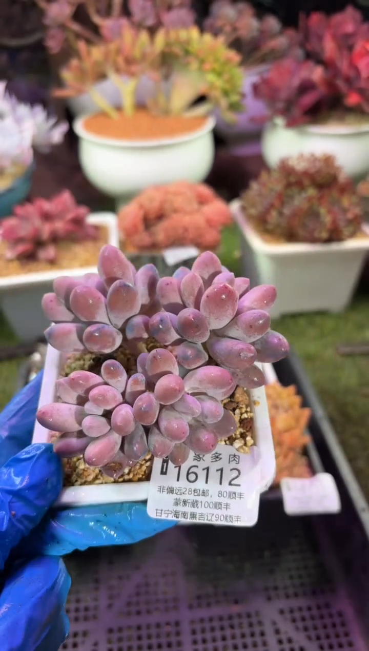 【闪购商品】16112