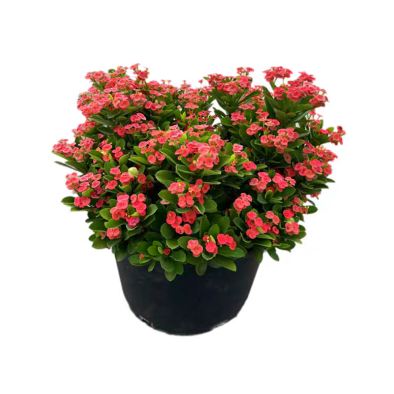 铁海棠虎刺梅绿植四季开花可水培净化空气办公阳台植物