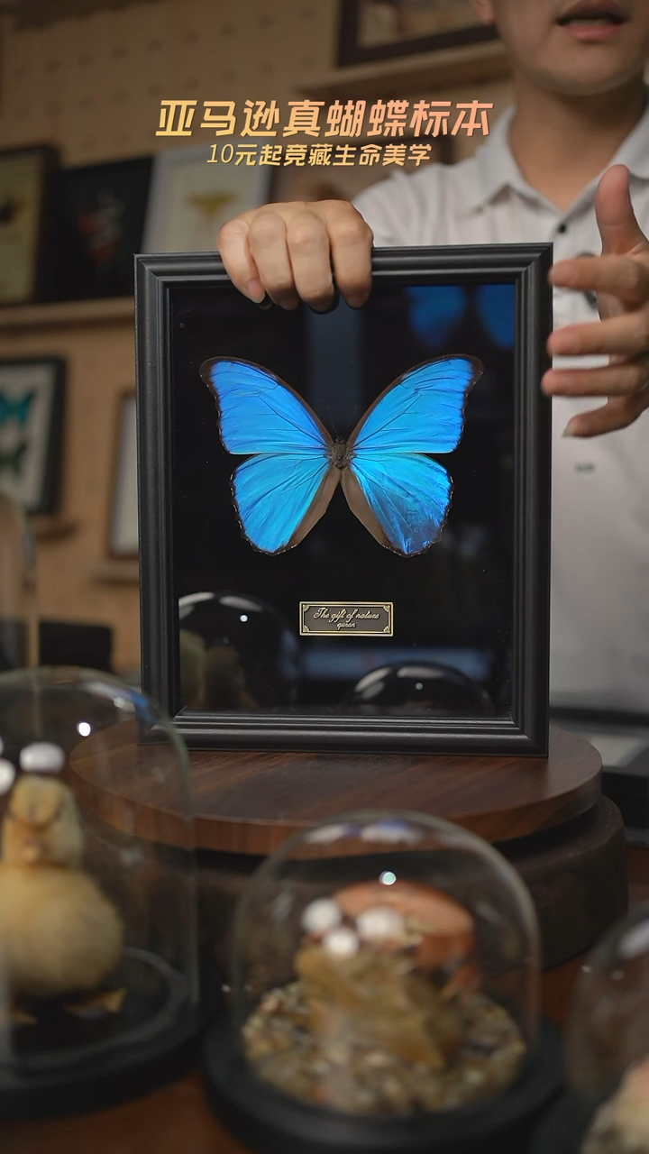 大蓝闪蝶黑绒底版10寸欧式框