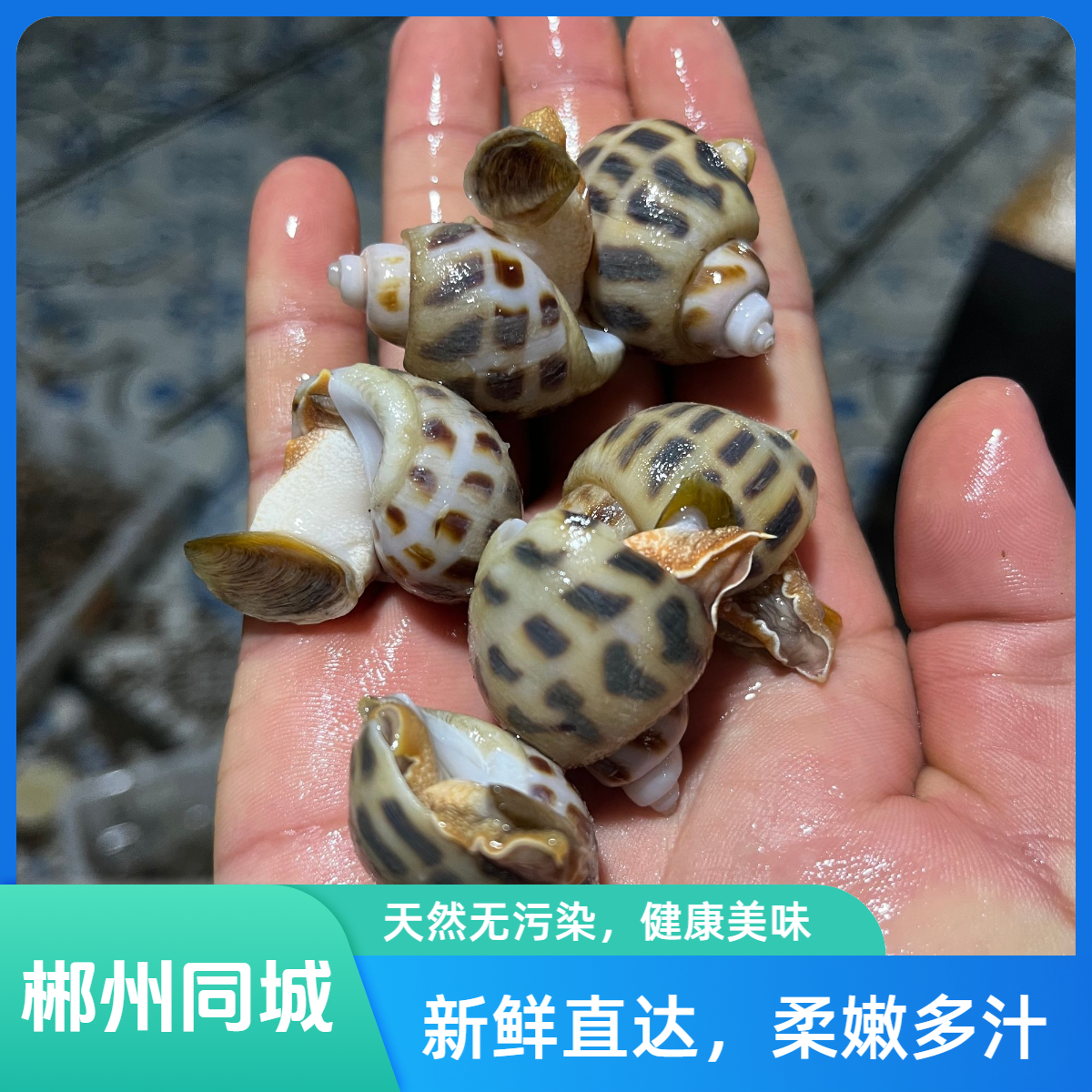 特大花螺 肉嫩Q弹爽脆