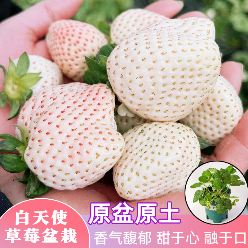 （新苗）白天使草莓苗盆栽地载阳台种植奶油草莓秧苗子当年结果苗