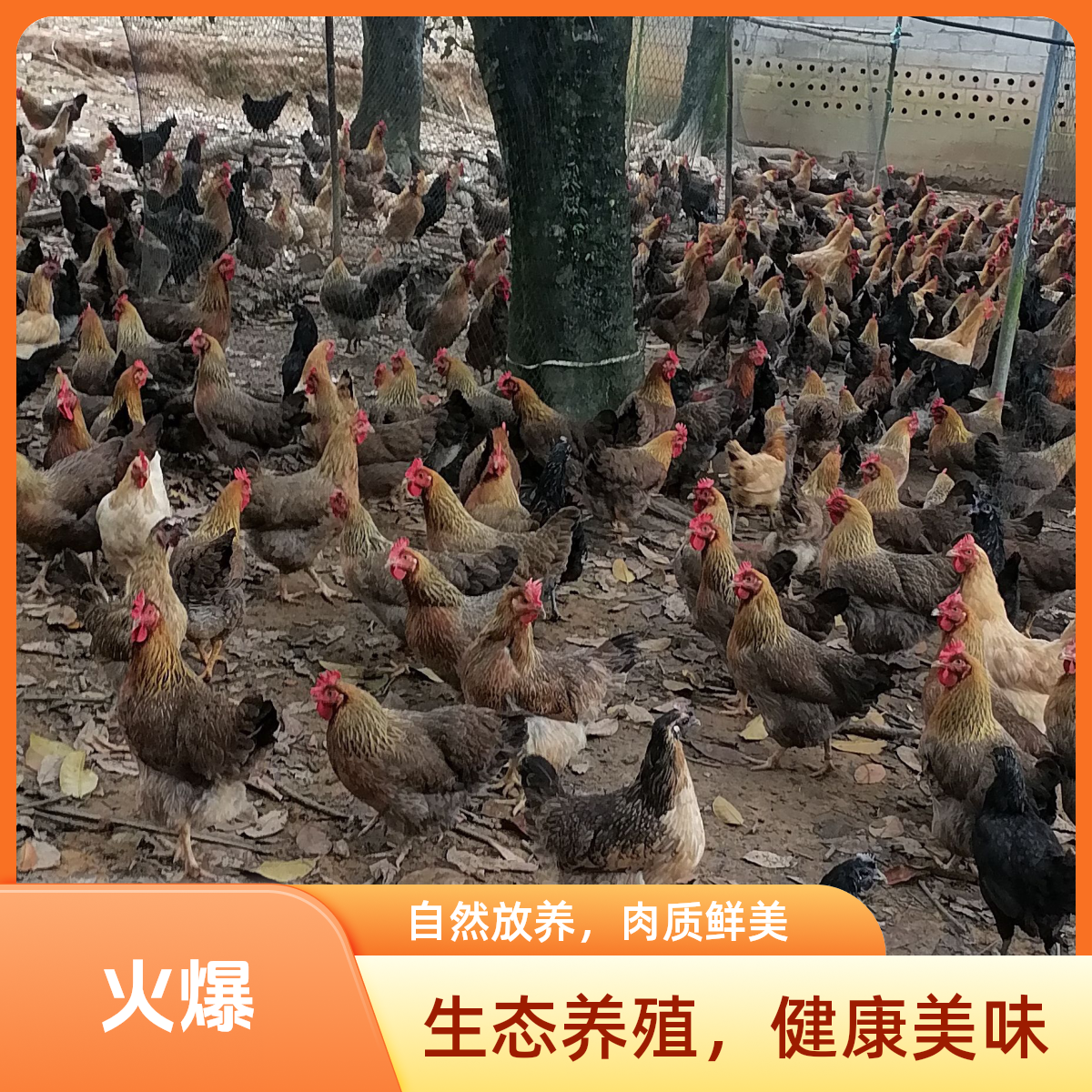 农家土鸡项五谷杂粮喂养2只【顺丰包活到家】