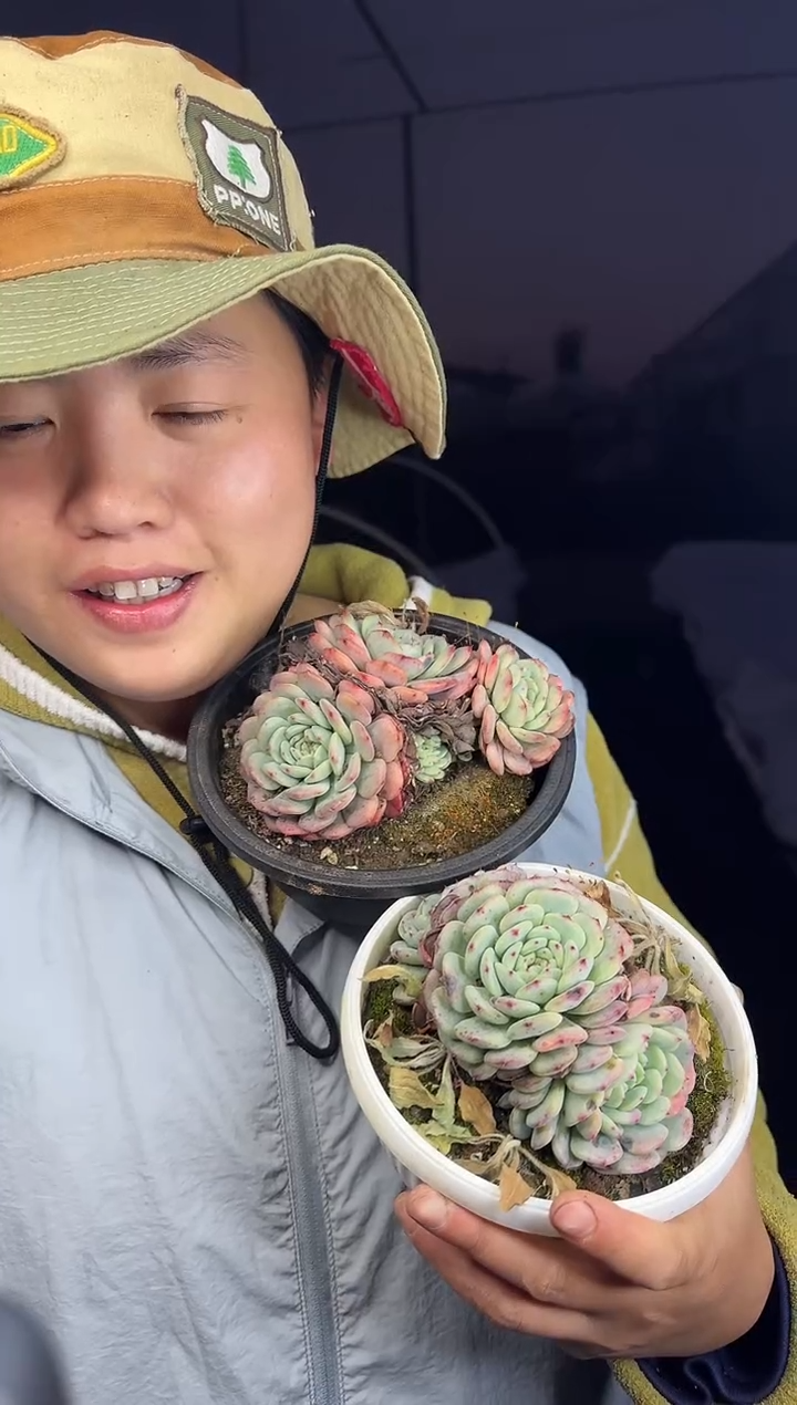 露养区白胖子2颗 4.8 