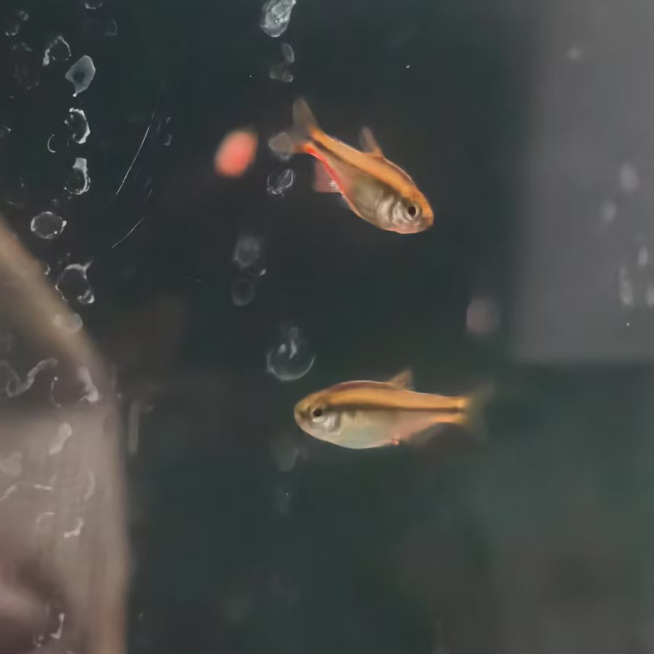 西西小鱼 人工超红鱼 灯科鱼小鱼观赏鱼饲养混养水族活体热带小型