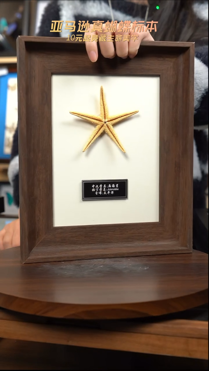 太平洋扁海星标本