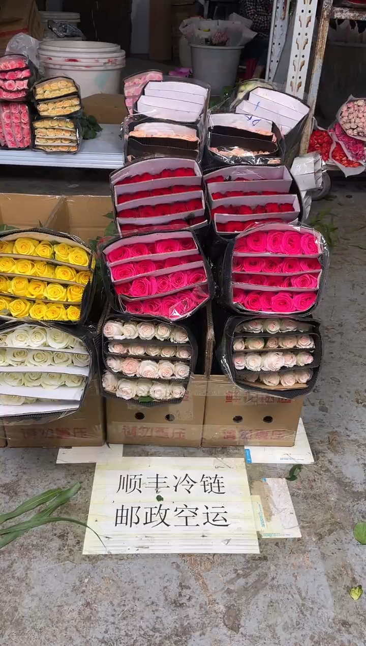 佛洛依德+小白兔+高原红+卡布+曼塔+金枝+骄傲