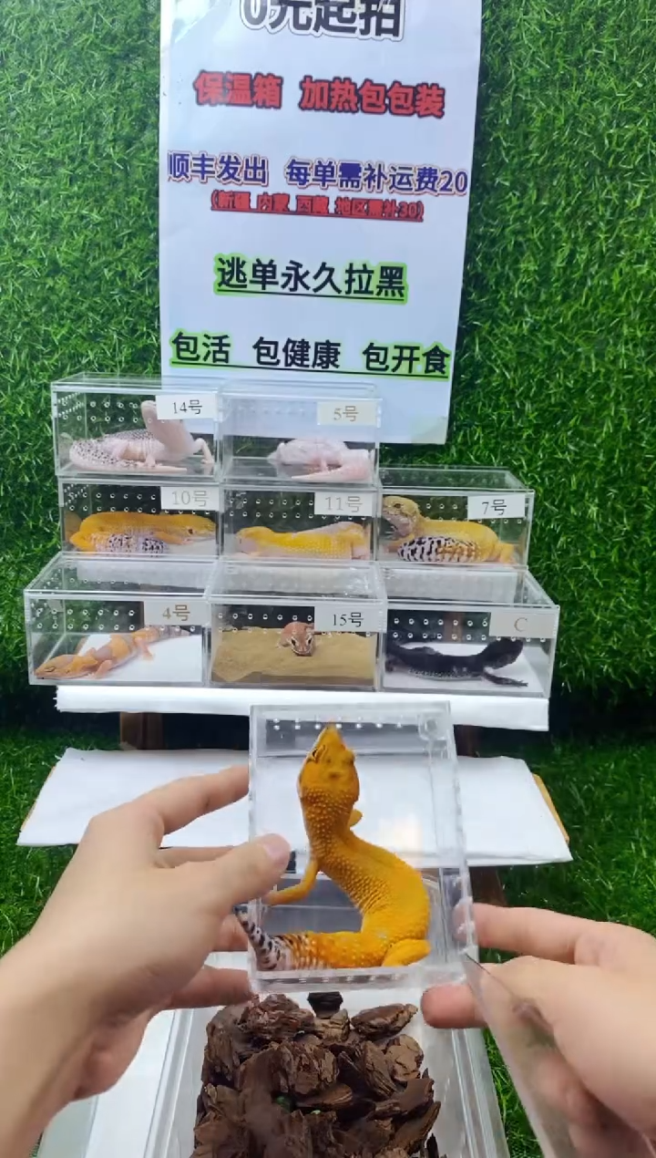 豹纹守宫豹纹守宫幼苗亚成体成体肥尾