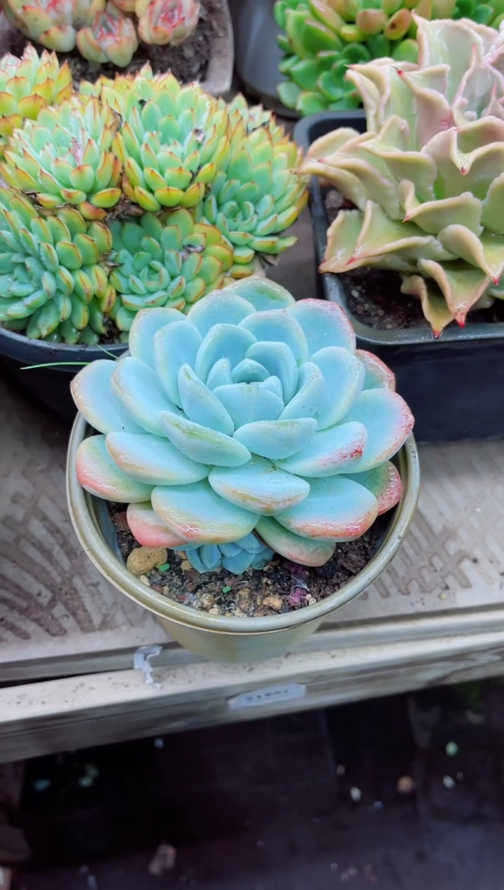 小*光21024多肉植物一物一拍