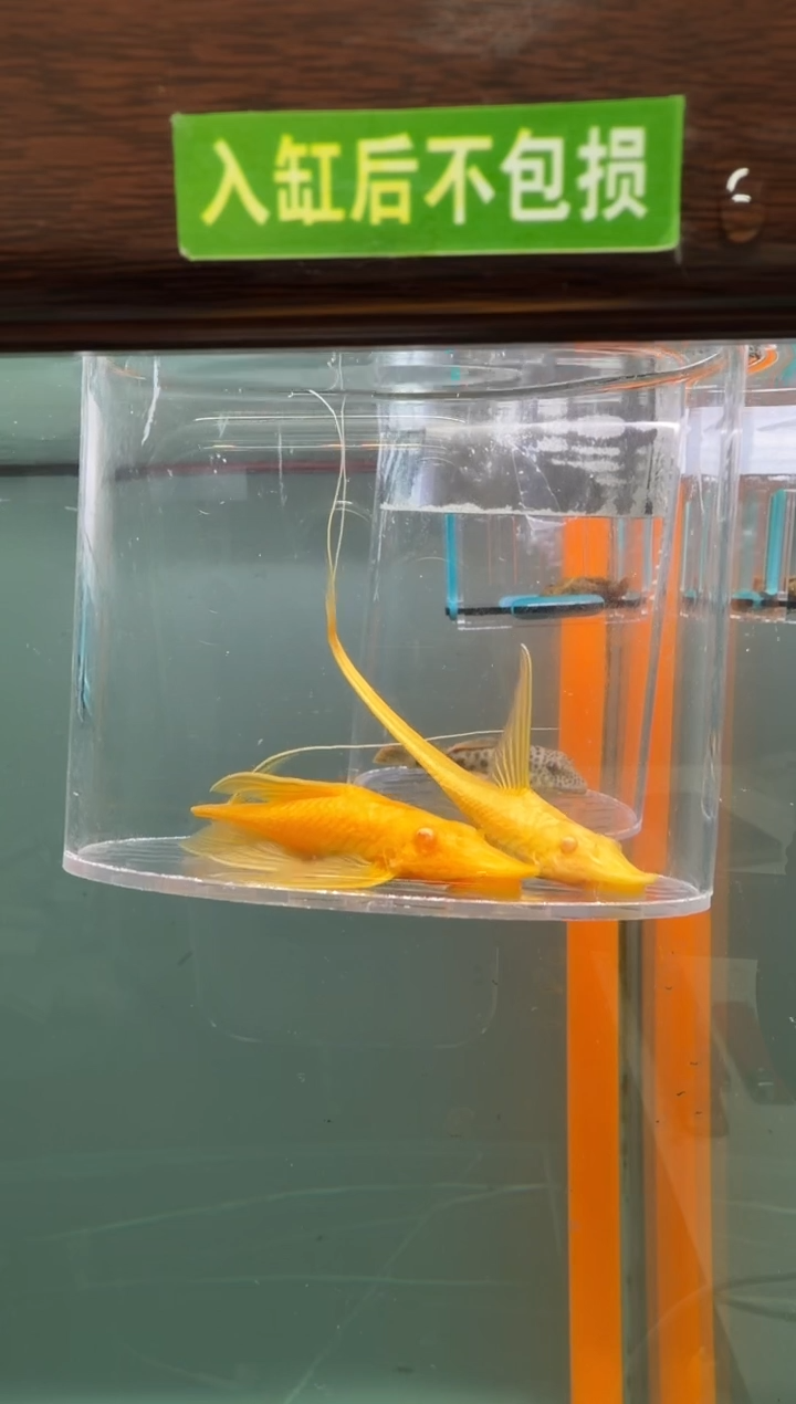 清道夫鱼121号直升机入缸不包损录制完整开箱视频10-11.3厘米