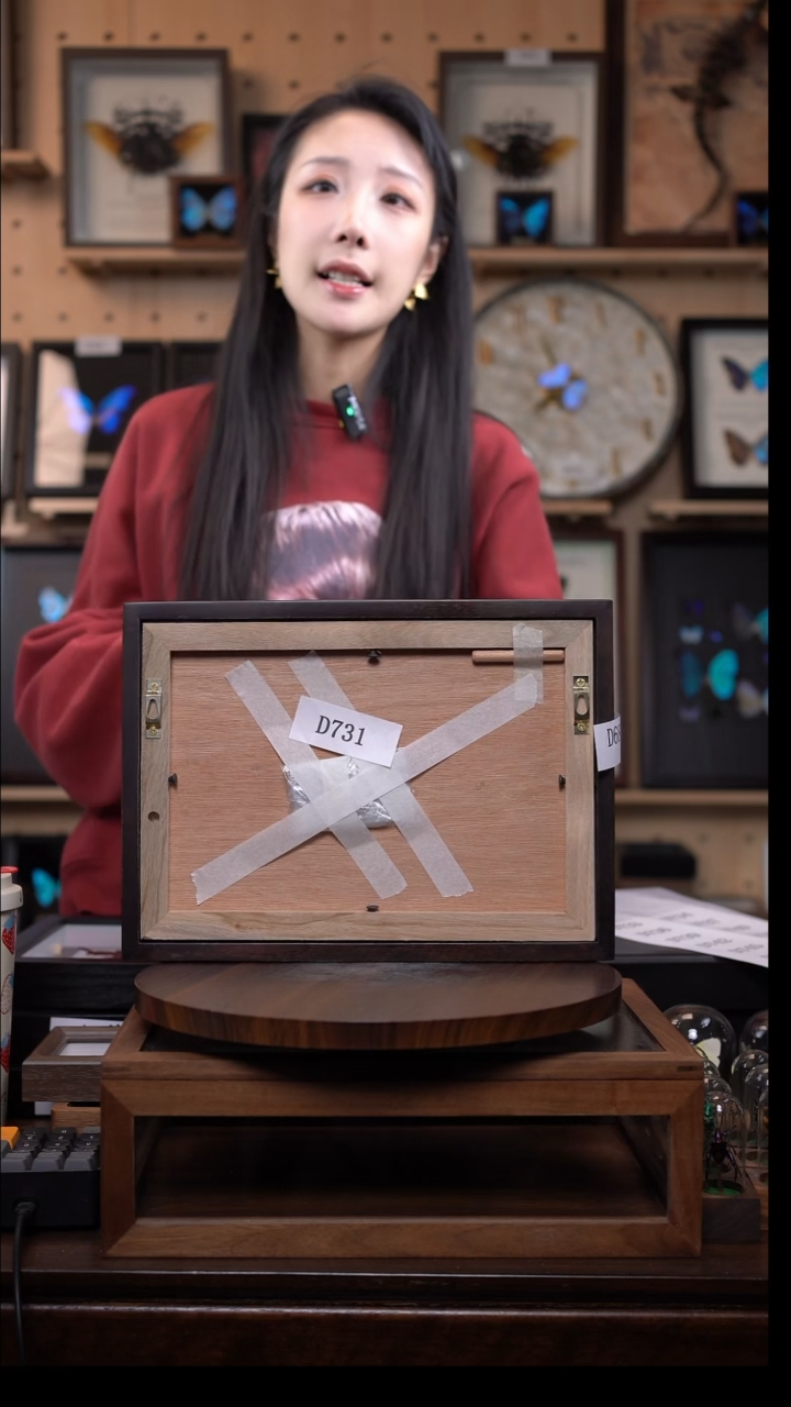 黄绿蝴蝶标本摆件d731