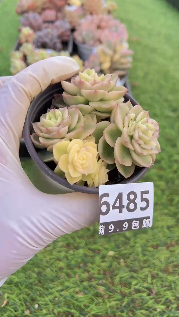 【闪购商品】信福多肉一物一拍