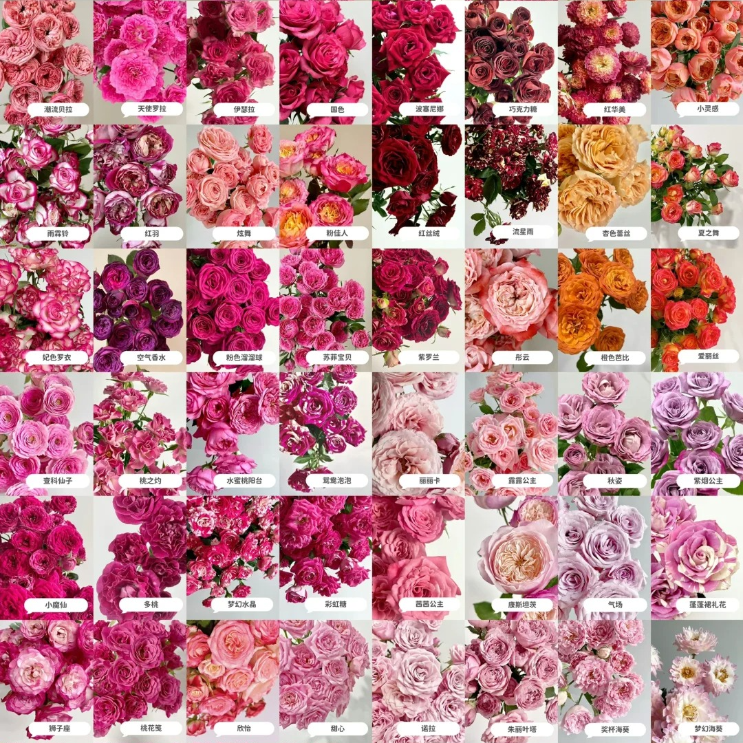 2-3个稀有多头组合【植末-高级多头玫瑰】1单中通包邮，3单顺丰冷链