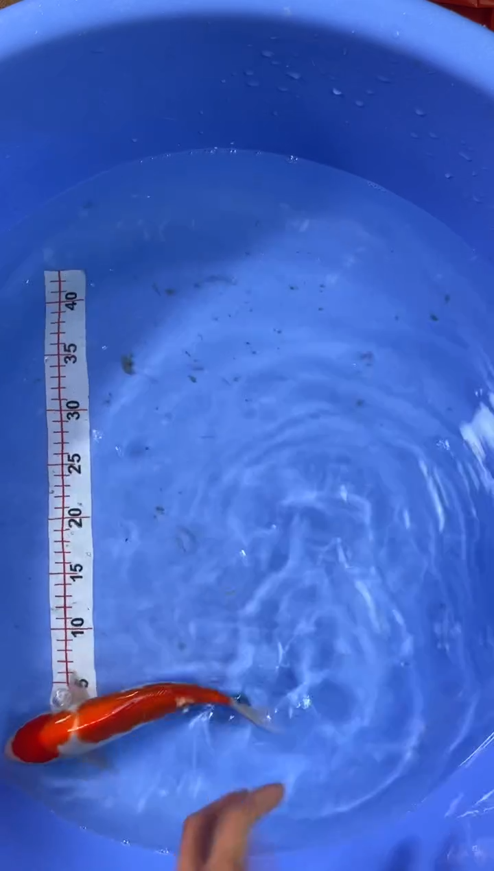 锦鲤活体二号链接