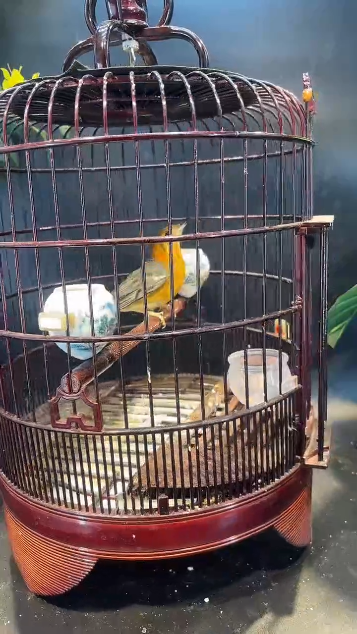 橙头养笼11号拍品