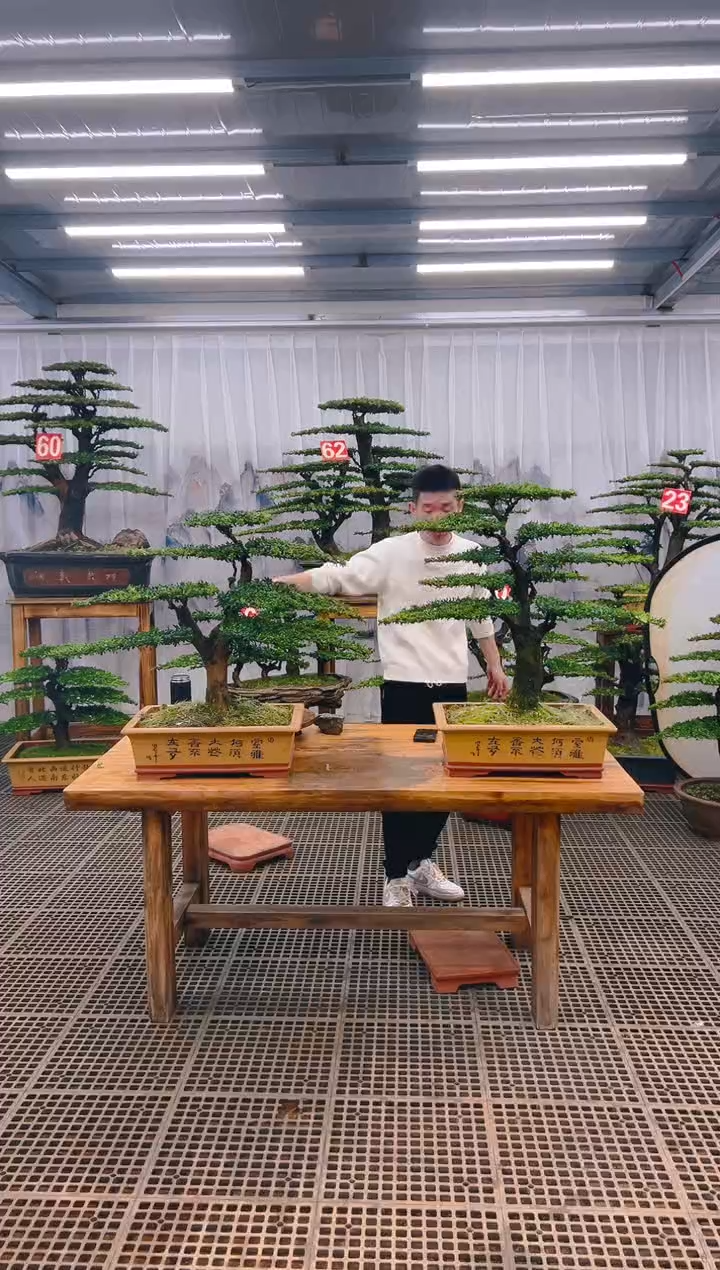 【闪购商品】紫砂精品盆景直播间一物一拍