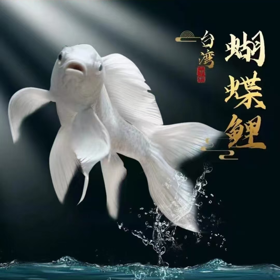 普身蝴蝶鲤石膏白活物观赏鱼包邮包活